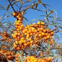 Hippophae rhamnoides